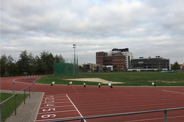 Aménagement piste d'athlétisme en plein PU - Sportinfrabouw NV